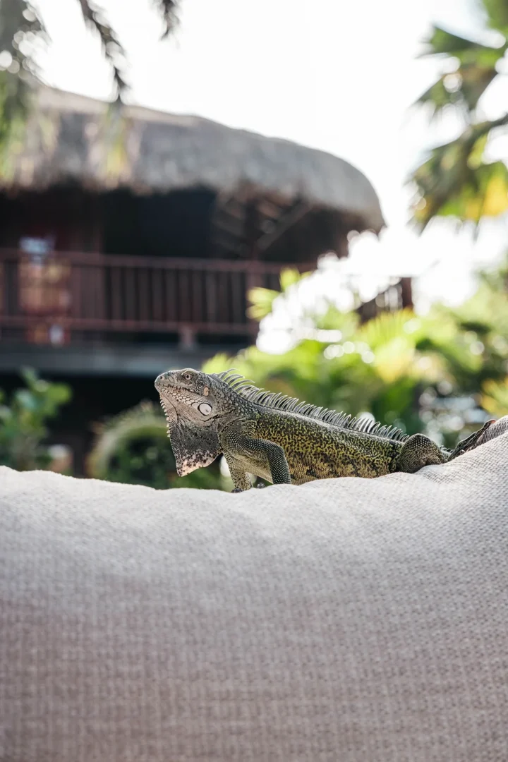 Tropical Superior Room
